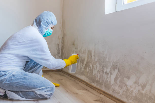 Licensed Mold Remediation service in Stafford, TX - 24 Hour Mold Removal
